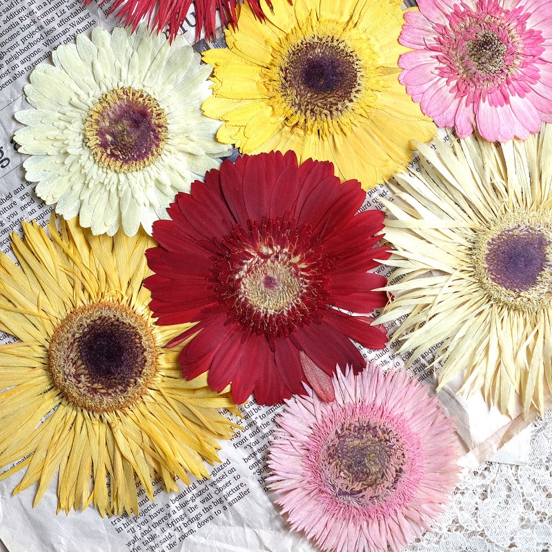 Resin Art Sticker - 1 szt./7-9 cm, Suszone kwiaty gerbera,
