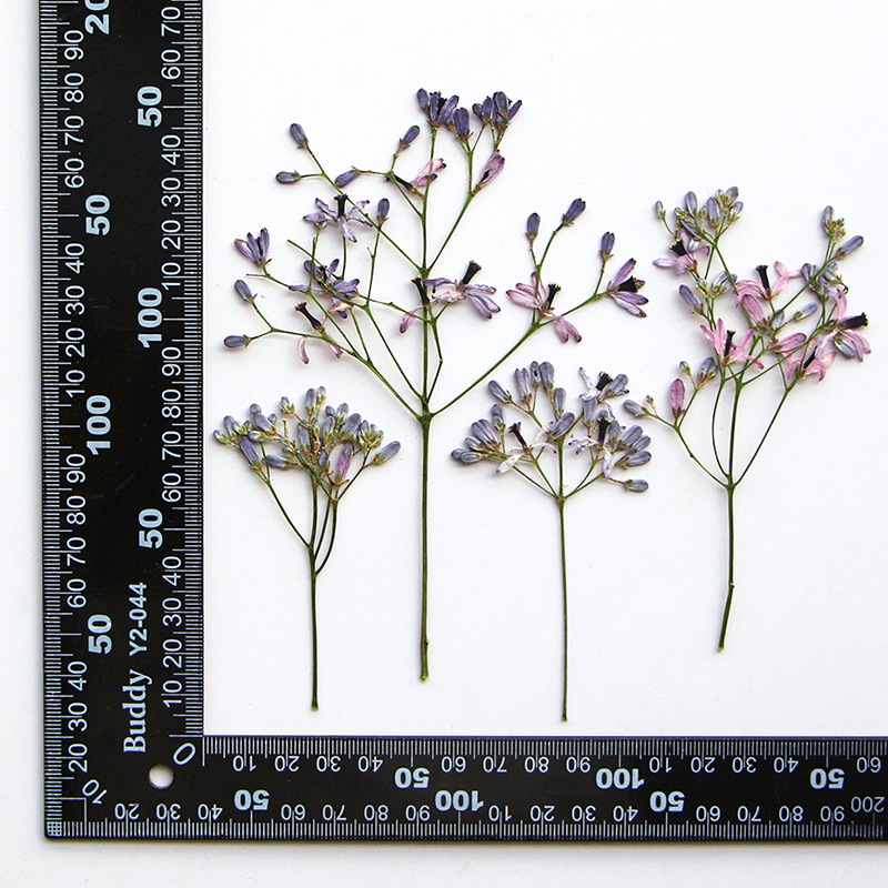 60 szt. Gałązek kwiatów drzewa – Resin Art Frame recenzja i cena