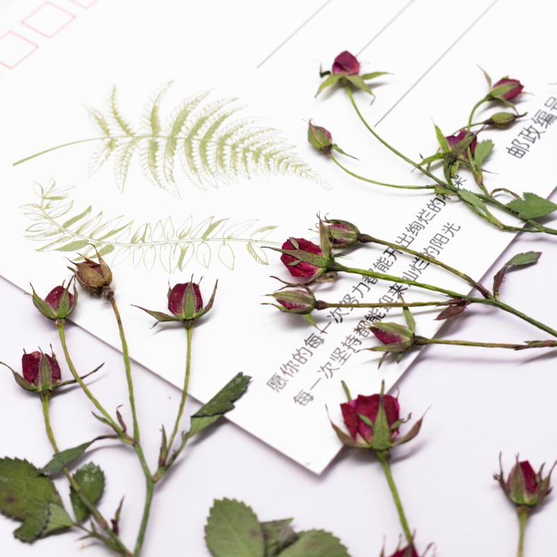 12 szt., Suszone róże, gałązki – Resin Art Of Rose recenzja i cena