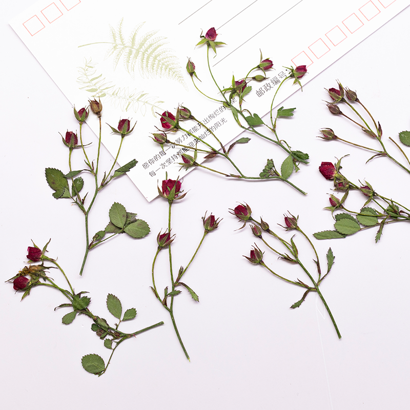 12 szt., Suszone róże, gałązki – Resin Art Of Rose recenzja i cena